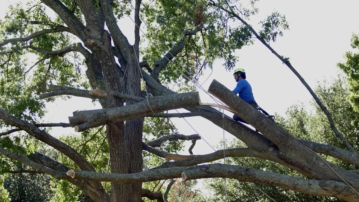 Professional Crown Thinning performed by certified arborists in Sunnyvale